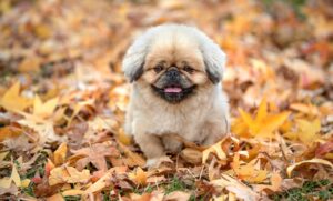 産後の抜け毛はいつまで続くのか？