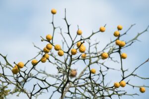 産後の頭皮乾燥による抜け毛の対策は？